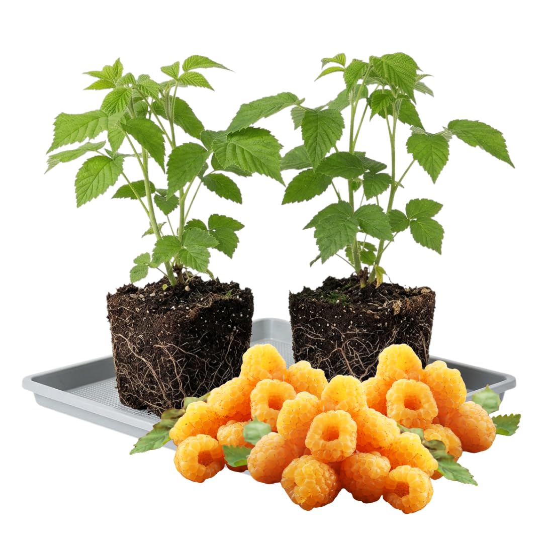 Pack 2 Raspberry Plants Live, Raspberry Everbearing Trees Bushes, Very Sweet Raspberry, Raspberries Size 5-10 Inches in Tall, No Pot (Golden)