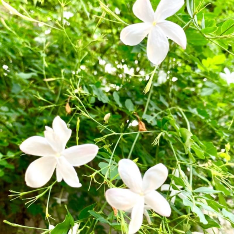 2 Poet Jasmine Live Plants, Fragrant Flowering Shrubs, 4-6" Tall