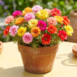 Moss Rose Plants Live, 4-8 Inches Tall, Portulaca Flower Plant, Drought Tolerant Outdoor Ground Cover, Colorful Blooming Succulent for Garden