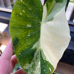 Elephant Ear Plants, Rare Colocasia Plant Live, Perennial Esculenta Taro Alocasia 4-8 Inch Tall, Indoor Outdoor Garden (White Spotted)