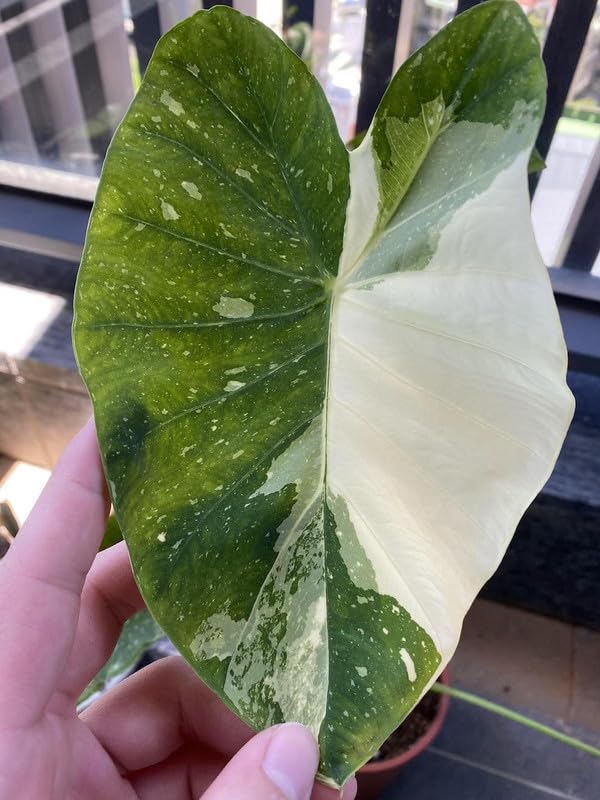 Elephant Ear Plants, Rare Colocasia Plant Live, Perennial Esculenta Taro Alocasia 4-8 Inch Tall, Indoor Outdoor Garden (White Spotted)