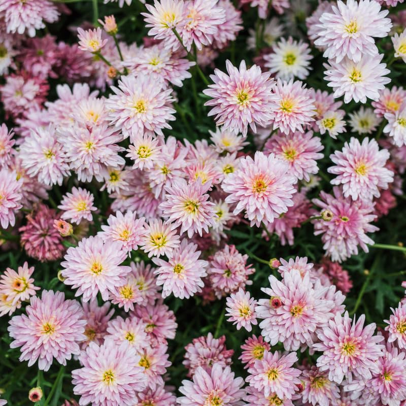 Pack 3 Pink Chrysanthemum Plants, Mums Plants Live, 3 to 6 Inch Tall Garden Mum Live Plant, Vibrant Fall Blooms, Hardy Chrysanthemum Flowers, No Pot