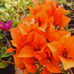 2 Bougainvillea Plants Live, Bougainvillea Live Plant, 4 to 6 Inc Tall, Flower Vine Plant Garden (Orange)