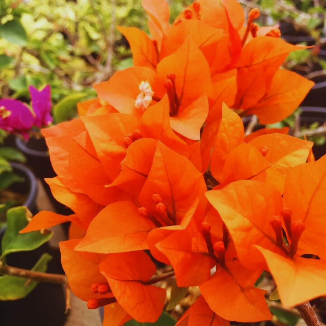 2 Bougainvillea Plants Live, Bougainvillea Live Plant, 4 to 6 Inc Tall, Flower Vine Plant Garden (Orange)
