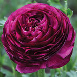 Pack of 30 Mix Flowers Bulbs for Spring Planting, Ranunculus Bulbs for Planting, Spring Blooms Vibrant Perennial Bulbs for Garden Borders (Purple Ranunculus)