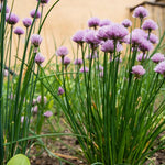 10 Chives Plants, Hardy Chives Leeks Plants Rooted, Perennial Vegetables, Outdoor Growing 2-5 Inch Tall