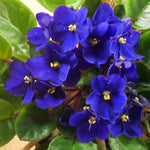 Dark Blue African Violet Live Plant, 4 Inch Pot African Violets Live Plant, Live Afican Violets Plants, Flowering African Violets Live Plants Indoor Garden, Perennial Live African Violet Plants