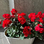 2 Red Geranium Plants Live, 5 to 8 Inc Tall Live Plant