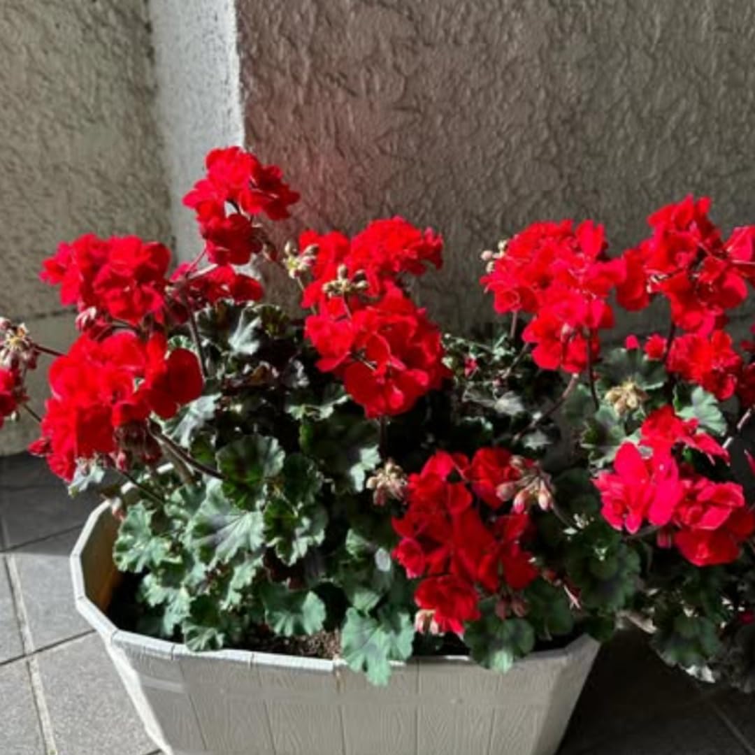 2 Red Geranium Plants Live, 5 to 8 Inc Tall Live Plant