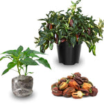 Set 4 Assorted Pepper Live Plants, 90 Days Old Super Pepper Live Plant for Summer Planting (Candy Cane Chocolate Cherry)