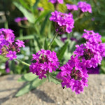 Purple Verbena Plants Live in 4'' Pot, 4-7 Inches, Perennial Verbena Flowering Plants for Ground Cover, Hanging Baskets
