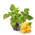2 Raspberry Plants Live for Planting, Golden Raspberry Everbearing, Very Large and Sweet Raspberries, Well-Rooted Zones 4-8 (Fall Gold Yellow)