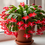 4 Red Easter Cactus Plants Live, Starter Holiday Cactus Plant for Indoor Outdoor Houseplants, False Christmas Thanksgiving Cactus Plants Like, Cold Hardy, 5-9" in Tall, No Pot