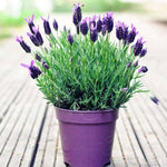 4 Hidcote Blue Lavender Plants Live for Outside Planting, Perennial Bloom, Live Lavender Plants 5–9 Inches Tall with Fragrant Flowers for Spring Growing
