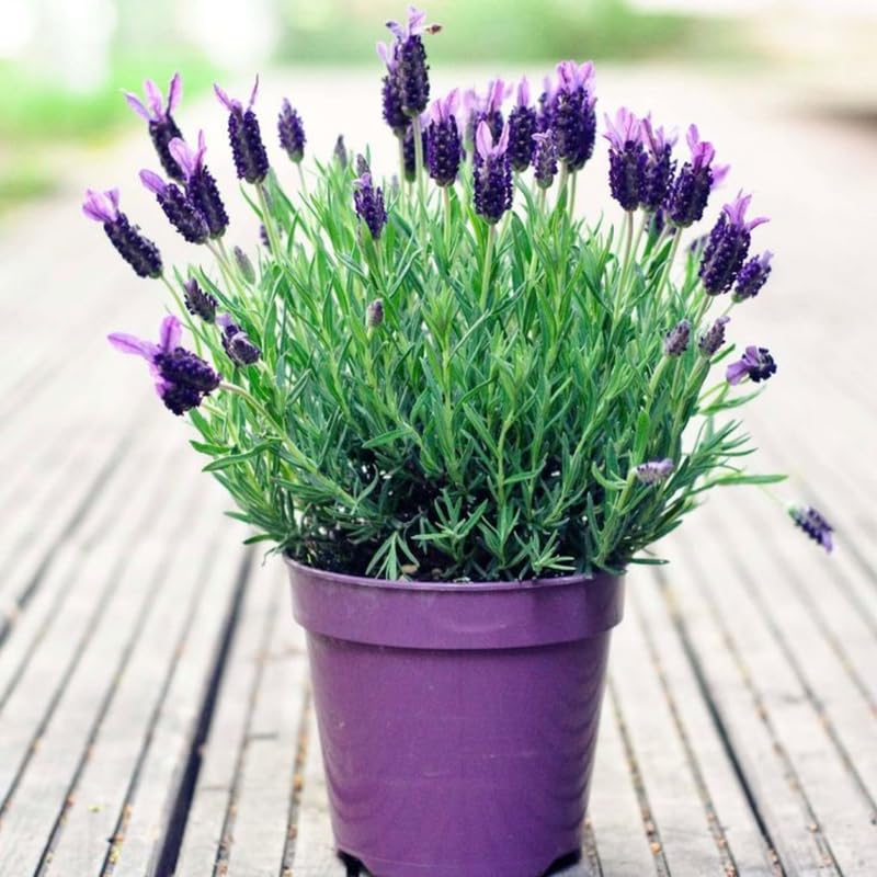 4 Hidcote Blue Lavender Plants Live for Outside Planting, Perennial Bloom, Live Lavender Plants 5–9 Inches Tall with Fragrant Flowers for Spring Growing