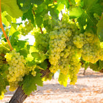 12 Sweet Green Grape Vines Cuttings 8-12'' Tall, High Yielding, Perennial Grape Vine for Growing Outdoor