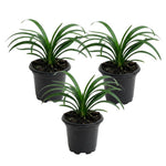 Pack of 3 Mondo Grasses Plant, Ornamental Grass Live Plants, Perennial Grass Plant, 3-5 Inc Tall, Ground Cover, Hardy Ornamental Grass for Shade Garden Landscaping