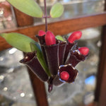 Set of 2 Red Lipstick Plants Live for Indoor Growing, Lipstick Plant 4–6 Inch Tall, Trailing Vine Houseplants, No Pot