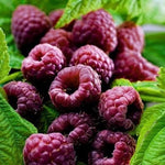 Pack 4 Raspberry Plants Live, 5 to 8 Inch Tall, Sweet Raspberry Bush Live Plants, Raspberries Fruit Seedlings, No Pot (Glencoe Thornless Raspberry)