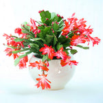 Thanksgiving Cactus Live Plant in 2" Pot, Holiday Christmas Cactus Plants Live, Winter Bloom, Indoor Planting, Ready to Blooms (Red)