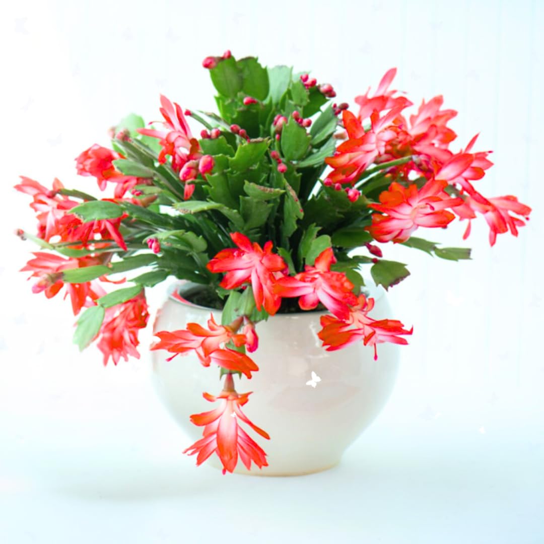 Thanksgiving Cactus Live Plant in 2" Pot, Holiday Christmas Cactus Plants Live, Winter Bloom, Indoor Planting, Ready to Blooms (Red)
