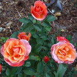 Rose Plant Live, Hybrid Tea Rose Bush Live Plant, 5-9 Inch Tall, Fragrant Flowers Shrub Ready to Plant Outdoor, No Pot, Well-Rooted (Color Rose)