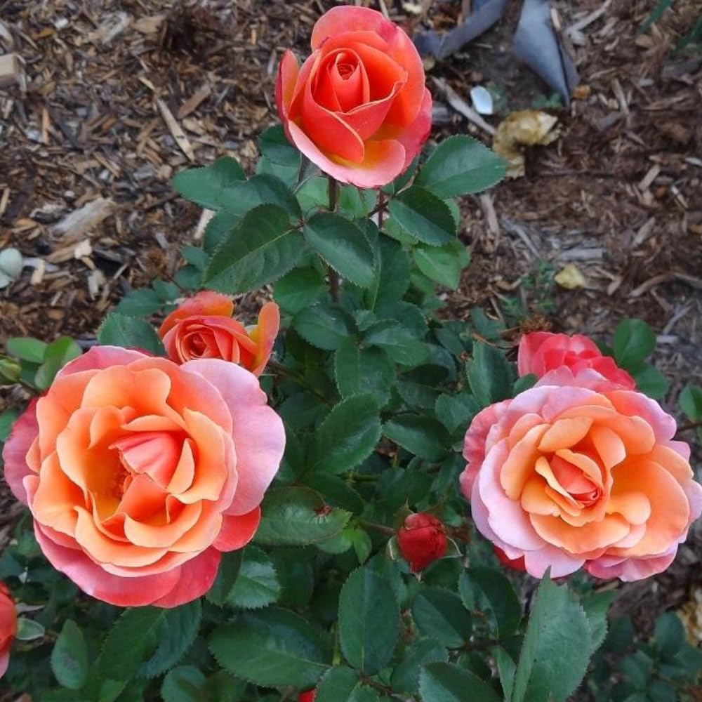 Rose Plant Live, Hybrid Tea Rose Bush Live Plant, 5-9 Inch Tall, Fragrant Flowers Shrub Ready to Plant Outdoor, No Pot, Well-Rooted (Color Rose)