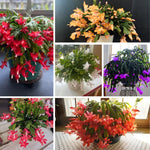 Thanksgiving Cactus Live Plant in 2" Pot, Holiday Christmas Cactus Plants Live, Winter Bloom, Indoor Planting, Ready to Blooms (Random Single Bloom)