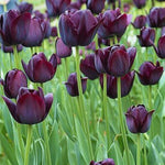 10 Tulip Bulbs for Spring Planting, Tulip Bulbs for Fall Planting, Flower Bulbs, Zones 3-8 (Black)