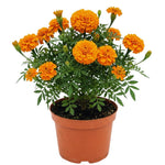 2 Orange Marigold Plants Live, Starter Plants, Marigold Flowers Live Plants Ready to Plant Garden