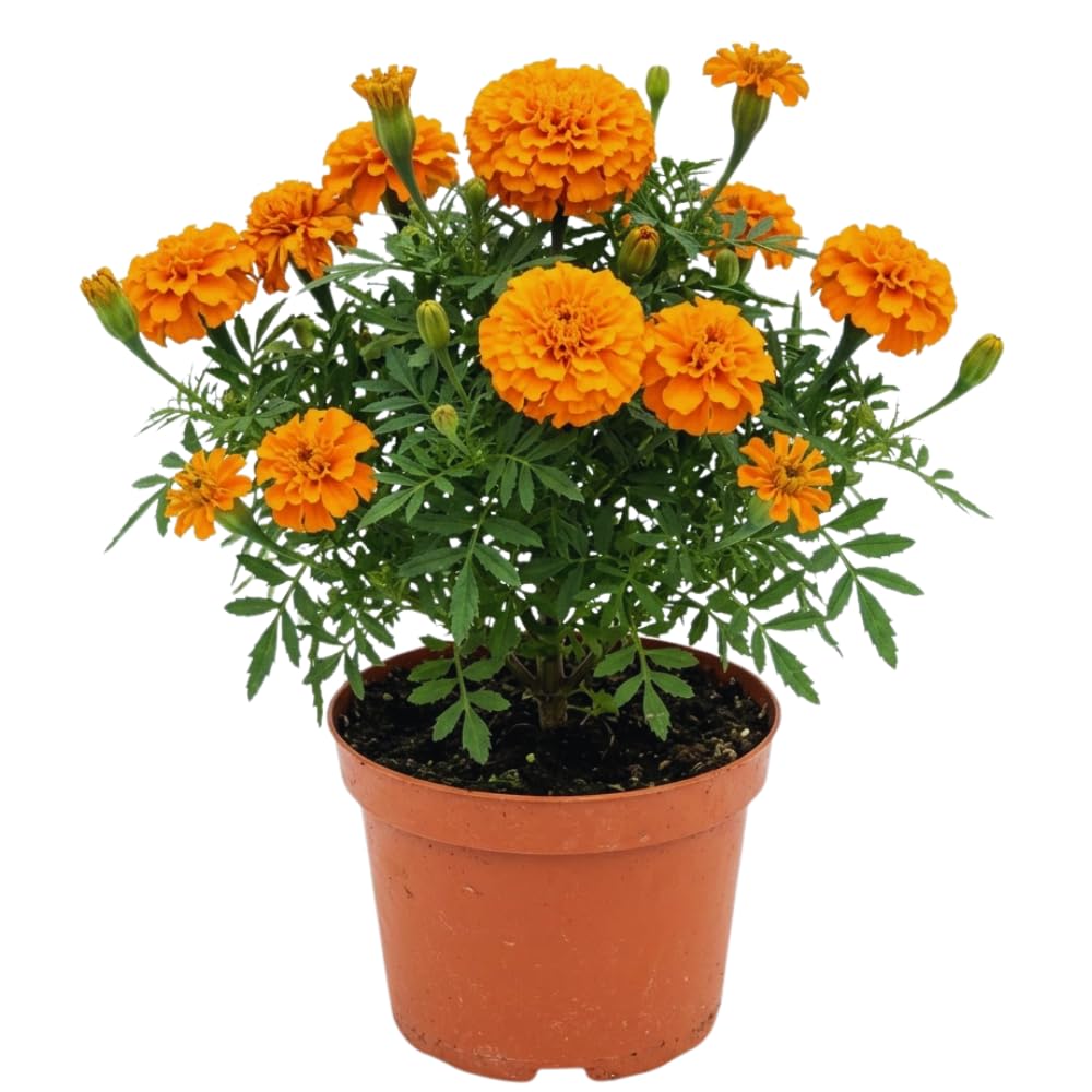 2 Orange Marigold Plants Live, Starter Plants, Marigold Flowers Live Plants Ready to Plant Garden