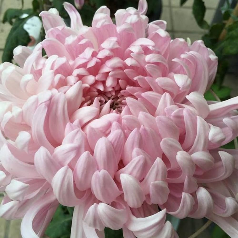2 Mums Plants Live, Double Pink Chrysanthemum Plants Live, No Potted, Chrysanthemum Flower Live Plant Garden, 5 to 8 Inc, Mum Live Plant