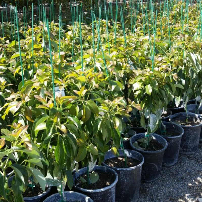 8-12" HASS Cold Hardy Avocado Tree Live Plant in Pot, Well-Rooted 9 Months Old Avocado