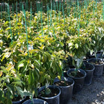 24-36 Inc Long Neck Avocado Tree Live Plant, Large Avocados Long Neck Tree Plant, Potted, Grafted Long Neck Avocado Plant Live Tree in Pot, No CA