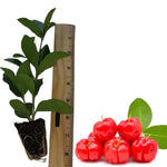 Barbados Cherry Trees Live Plant, 5-7" in Tall, Sweet Cherry Fruit Tree, Cherry Bush Live Plants, Bareroots, Cold Hardy