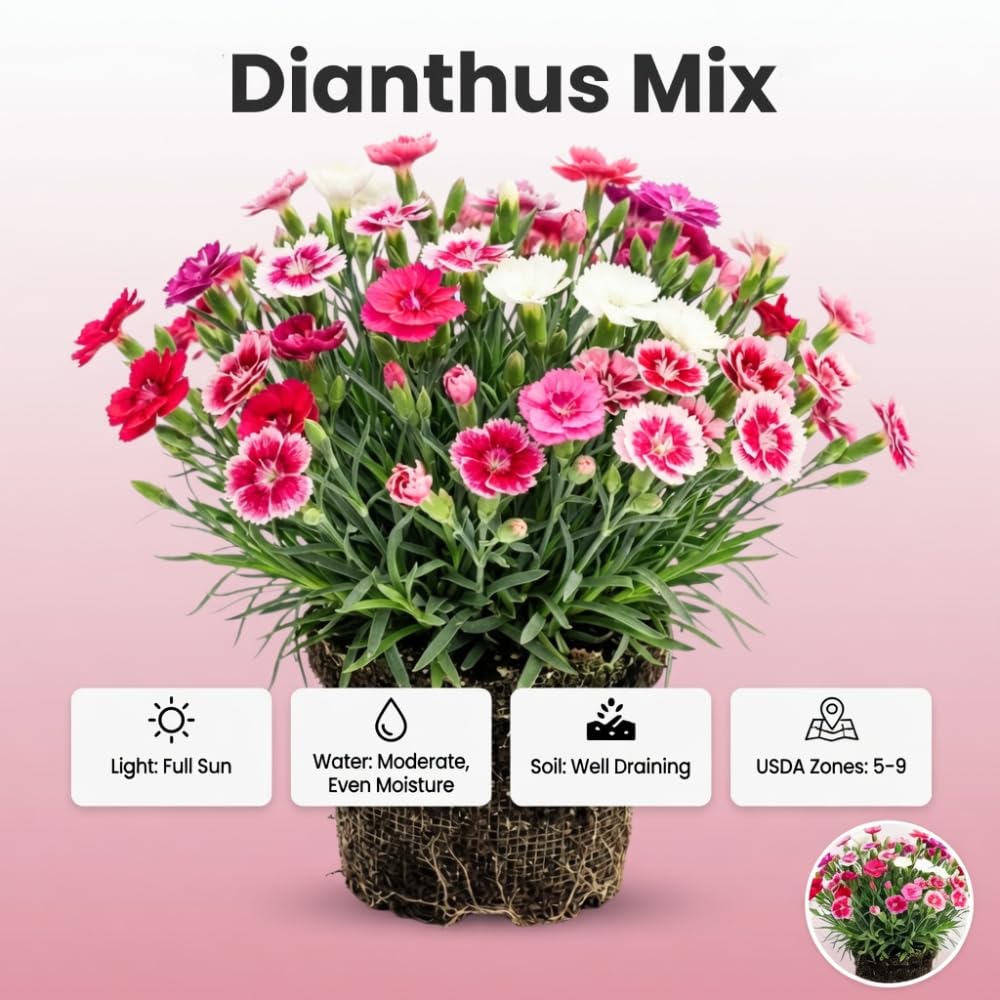 Dianthus Mix Live Plant, Dianthus Plant, Colorful Fragrant Flowering Plant for Outdoor Garden, Patio Pots and Landscape Borders, 4-6 Inches Tall