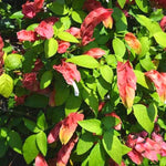 2 Live Shrimp Plant for Growing, 3 to 5 Inc Tall, Red Shrimp Plant Pot, Shrimp Live Plant, Shrimp Plants Live Indoor Outdoor