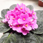 African Violet Live Plant in 4" Pot, Pink African Violets Plants Houseplant Well-Rooted, Indoor Outdoor Blooming, Holiday Flower Bush