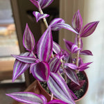 Pink Wandering Jew Live Plant, Tradescantia Pink Plant Live, Rare Variegated Houseplant, 4-7 Inches Tall, 3.25 Inch Pot for Indoor Houseplant