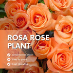Rose Live Plant, Rose Bush Ready to Plant Well Rooted 5-9 Inch Tall, Heirloom Rose Flowers, No Pot (Rosa Delight Orange Rose)