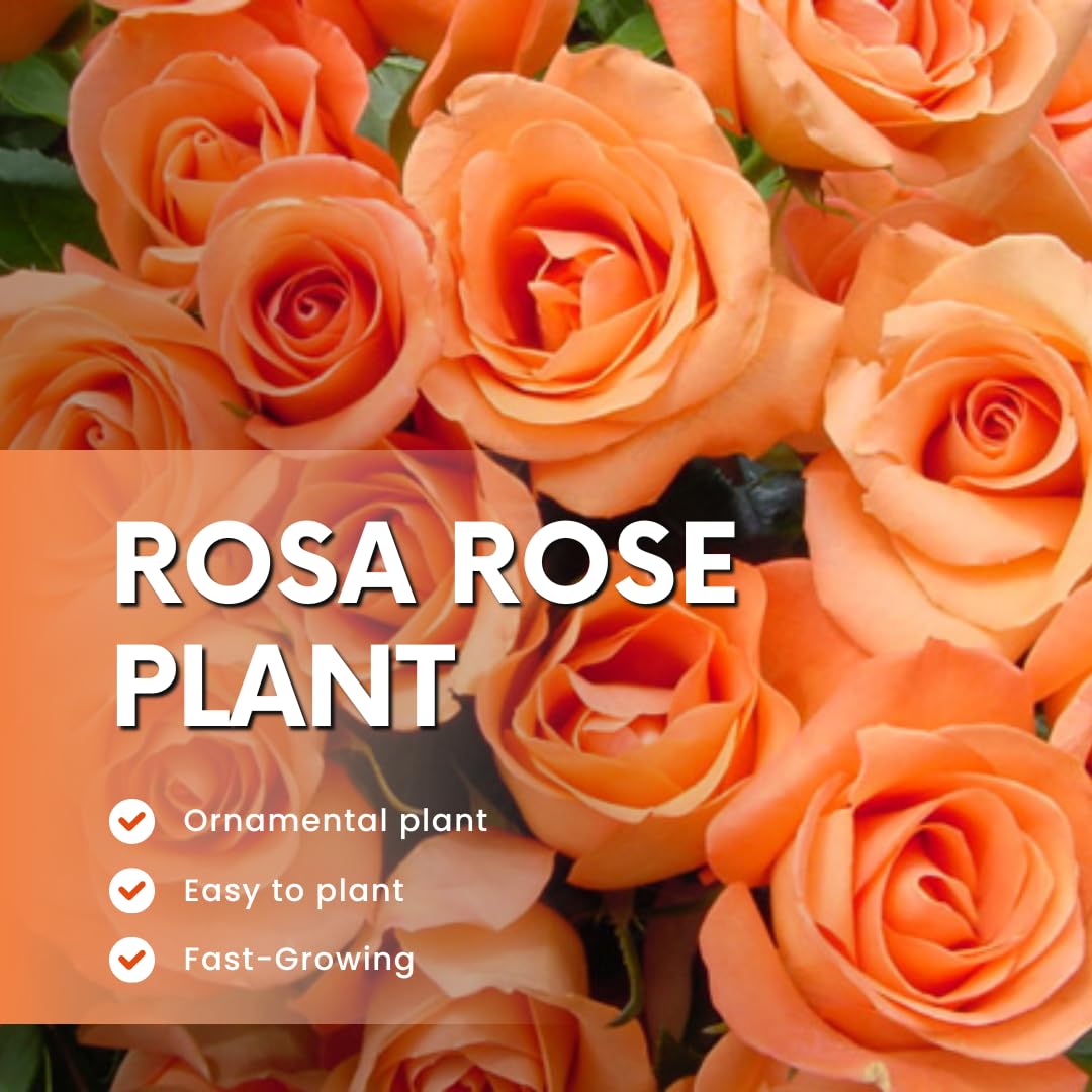 Rose Live Plant, Rose Bush Ready to Plant Well Rooted 5-9 Inch Tall, Heirloom Rose Flowers, No Pot (Rosa Delight Orange Rose)