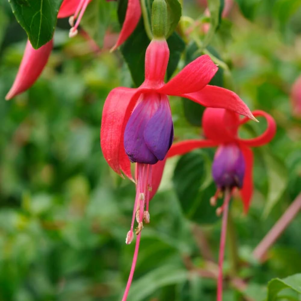 2 Fuchsia Live Plants, Fuchsia Flower Perennial for Outdoor Garden 3 to 5 Inches (Purple Blue)