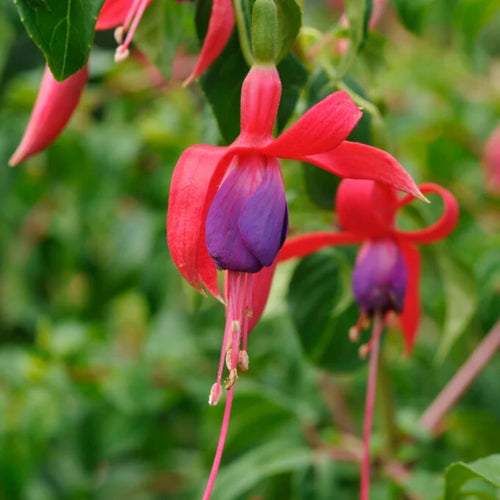 2 Fuchsia Live Plants, Fuchsia Flower Perennial for Outdoor Garden 3 to 5 Inches (Purple Blue)