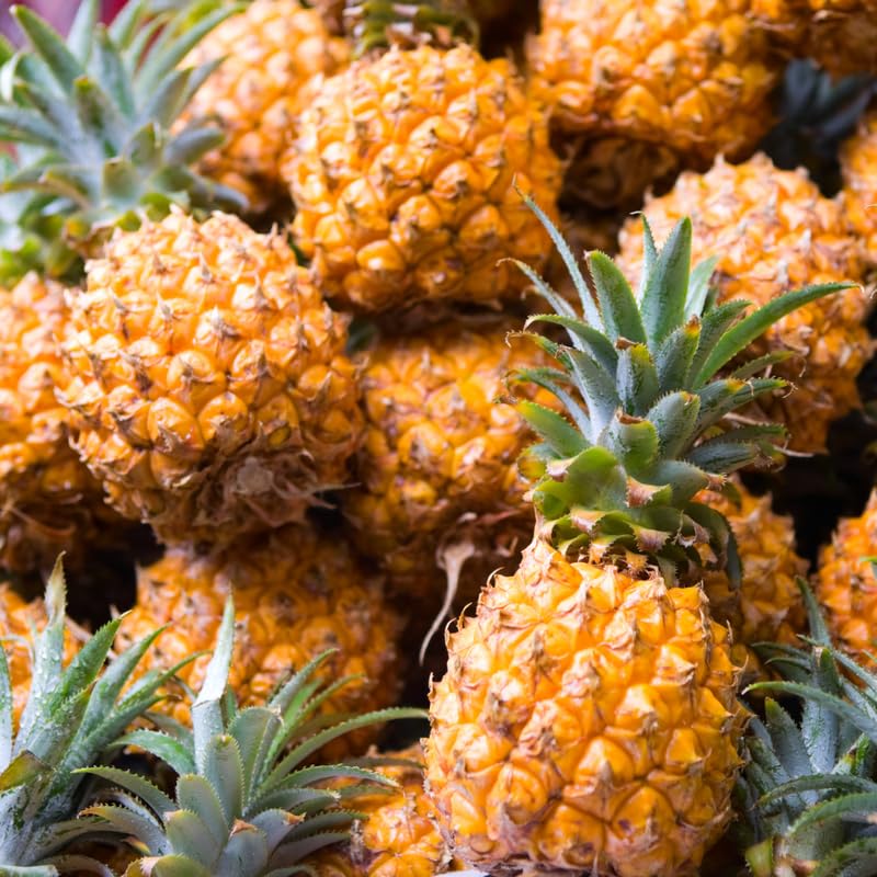 2 Gold Pineapple Plants Live to Grow, Sweet Pineapple Fruit Trees Live Plant 5 to 8 Inc Height, Ornamental Pineapple Plant