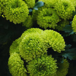 Chrysanthemum Flower Plant, Green Mums Plant Live for Gardening, 5 to 7 Inc Tall Well Rooted