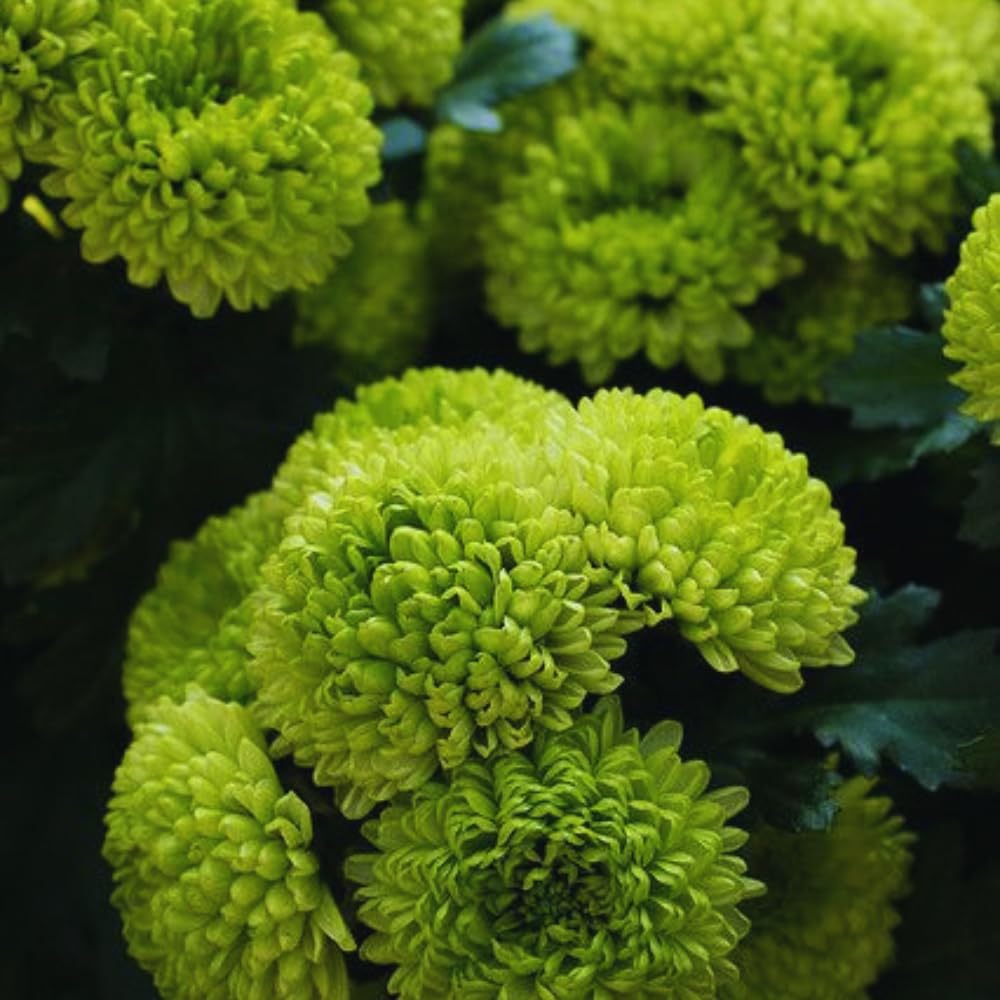 Chrysanthemum Flower Plant, Green Mums Plant Live for Gardening, 5 to 7 Inc Tall Well Rooted