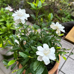 2 Frostproof Jasmine Live Plants, Fragrant Flowering Shrubs, 4-6" Tall