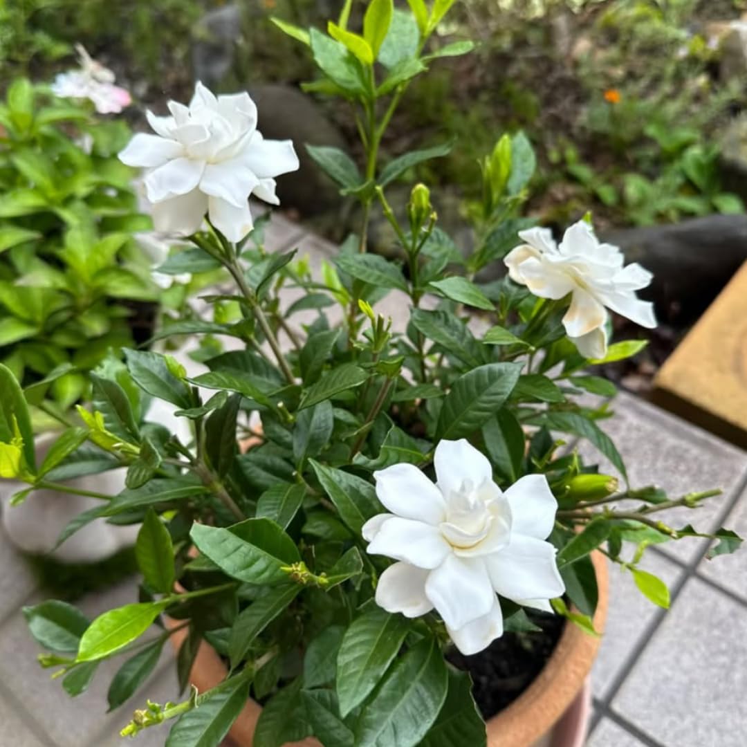 2 Frostproof Jasmine Live Plants, Fragrant Flowering Shrubs, 4-6" Tall