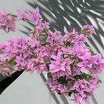 2 Light Purple Bougainvillea Plants Live, Flowering Bougainvillea Vine for Outdoor Garden or Trellis, 5-9 Inch Tall, Very Hardy