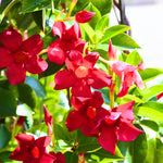 2 Red Mandevilla Live Plants, Flowering Mandevilla Plants, 5-9” Tall, Mandevilla Trellis Vines for Outdoor Garden and Containers
